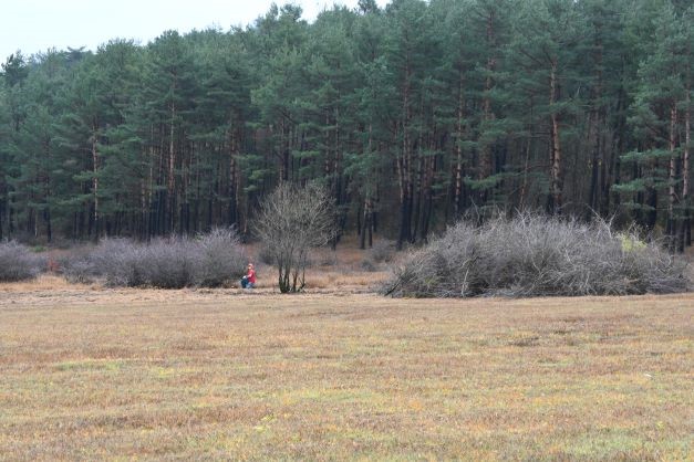 Odstranjevanje zarasti